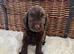 F1 Cockapoo Litter - 3 Boys Available