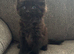 1 male Kitten left