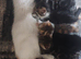 4 kittens girls left