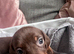 Miniature dachshunds