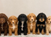 Beautiful Cockapoo Puppies - Ready Now