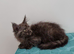 GCCF REGISTERED Pedigree Maine Coon Kittens for sale