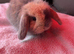 Mini lop boy