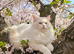 Outstanding TICA Registered Ragdoll Stud Male