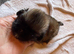 Kc Pekingnese x3 little girls