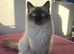 Beautiful Ragdoll Kitten Available