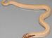 Baby hognoses