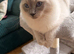 GCCF ACTIVE ragdoll male
