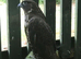 Male gyr Falcon