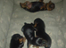 Yorkshire terrier puppies