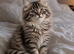 Siberian Kittens
