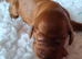 KC registered puppies
