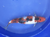 Koi carp sanke ~40cm