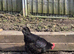 Chickens