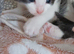 Beautiful kittens