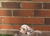 Dachshund puppies