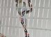 Indian Ringneck for sale proven. Aviary birds.