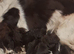 Beautiful Liver & White Springers