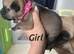 Bullmastiff/German Shepherd Hybrid puppies for sale
