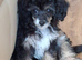 Papillon x toy poodle v small