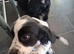 Sprocker