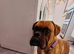 Boxer dog 22 months old