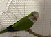 Semi Tame Quaker and Cage