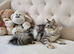 Maine Coon girl Champion bloodlines