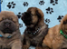 KC registered 6 outstanding adorable chow chow puppies