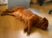 Kc reg Dogue de Bordeaux
