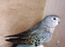 BOURKE MALE FOR SALE