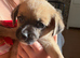 Jug puppy for sale