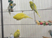 *Baby Budgies available £75 a pair*