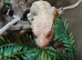 Large vivarium with adult breeding pair crested gekos