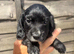 Cocker spaniel pups for sale