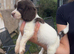 english springer spaniel puppies for sale
