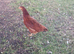 Free Ranging Brown Hens for sale