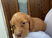 Cocker spaniel puppies
