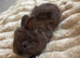 Angora x lionhead babies