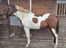Bib 15.1hh Registered Standardbred 6 years old