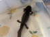 Axolotl looking for forever waters