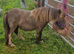 Registered Miniature Shetland mare 4yrs old