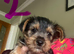 Beautiful Yorkshire Terrier puppies.