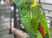Proven male Amazon Barbadensis