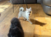 TINY Black Teddy Bear faced Pomeranian Female