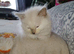 Gorgeous fluffy balls of