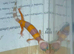 4 baby leopard gecko
