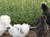 Mix of silkies