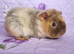 BEAUTIFUL BABY GUINEA PIGS