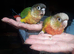 TWO yellow sided conures hand reared